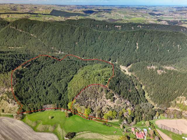 Forestry, carbon and hunting