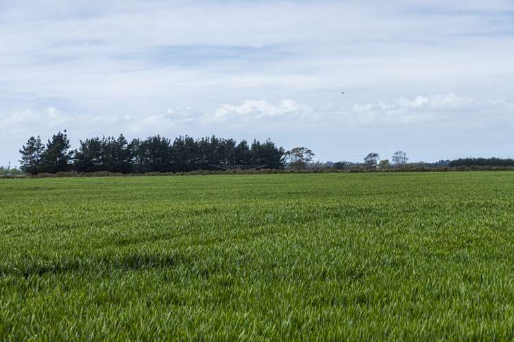 Stranges Road Ashburton_7