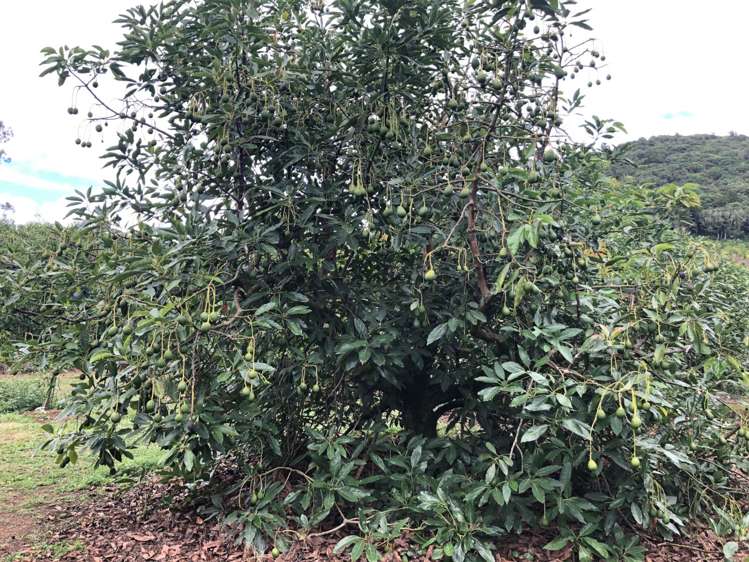 1423 State Highway 14 Maungatapere_3