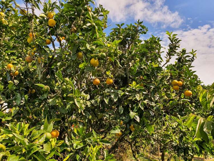 144 Remuera Settlement Road Ohaeawai_7