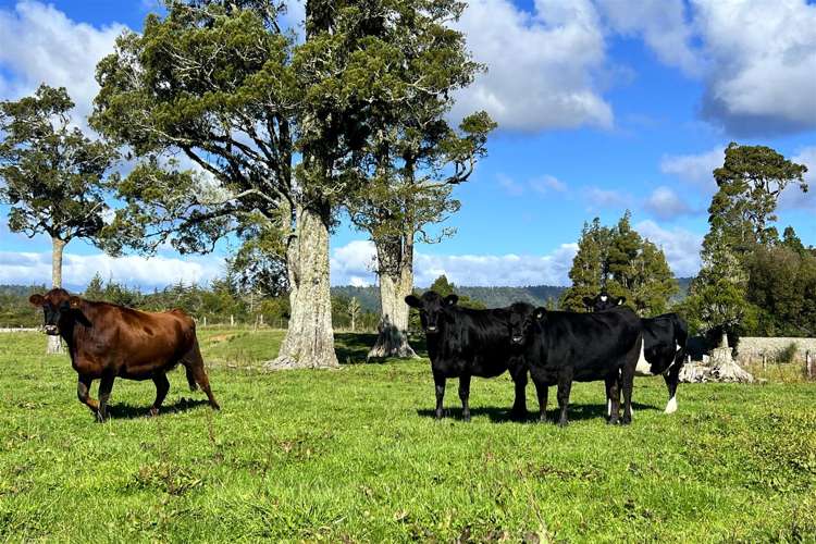 200 Golf Links Road Kaiata_5