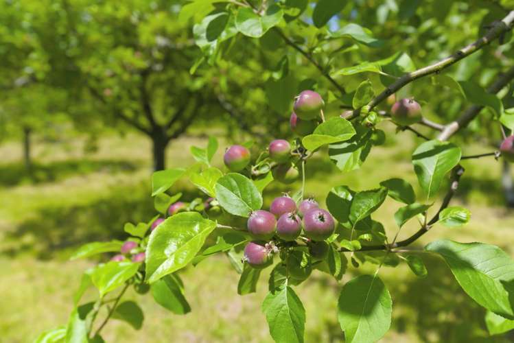 234 Te Hapua Road Te Horo_6