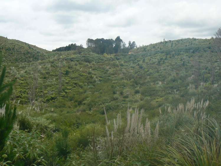 Mangatoetoe Road Kaitaia_11