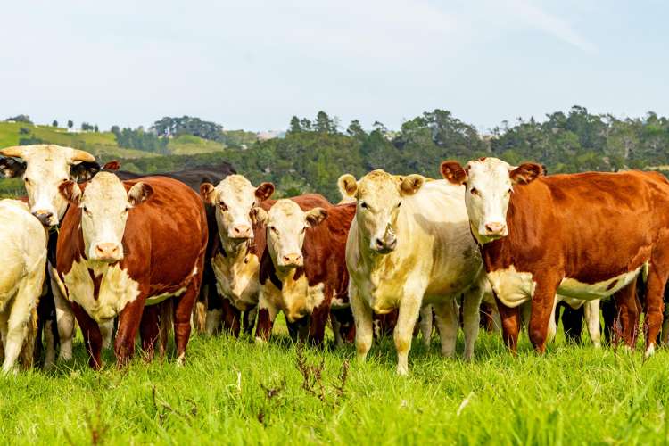 181 Pahi Road Paparoa_6