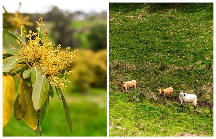 40 Ongare Point Road Katikati_41