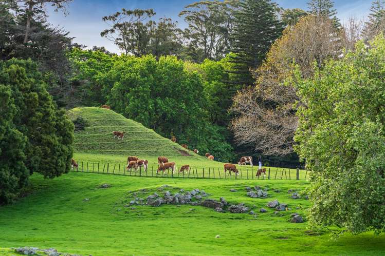 152c Campbell Road Greenlane_4