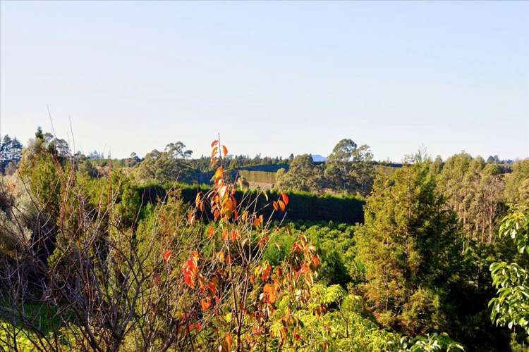 176I Snodgrass Road Te Puna_22