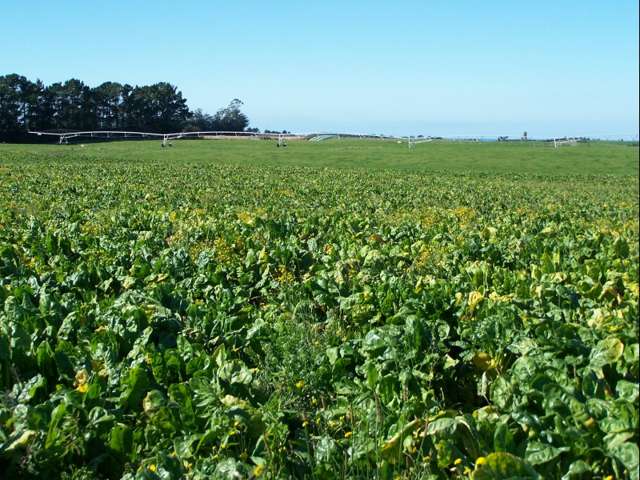 126 Happy Valley Road Maheno_2