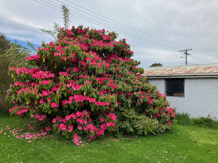 24 Johnson Street Milton_25