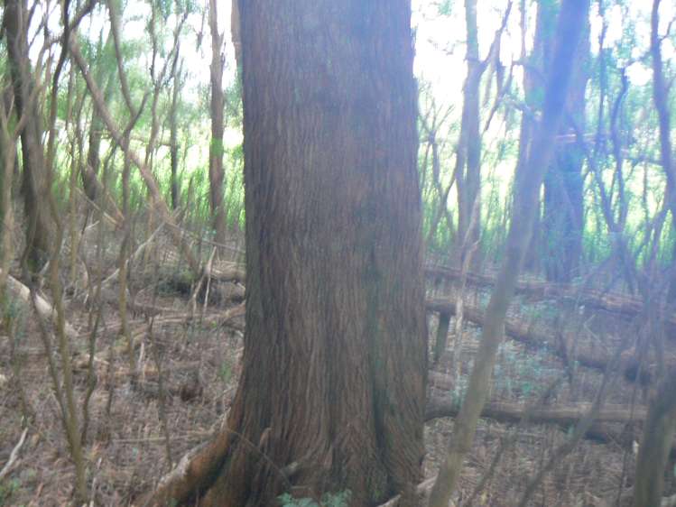 6084 Mangakahia Road Kaikohe Surrounds_8