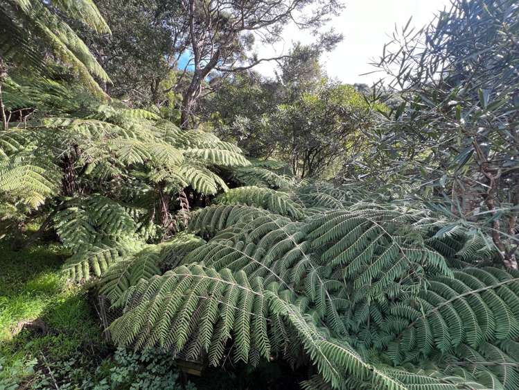 27 Te Tuhi Road Raglan_43