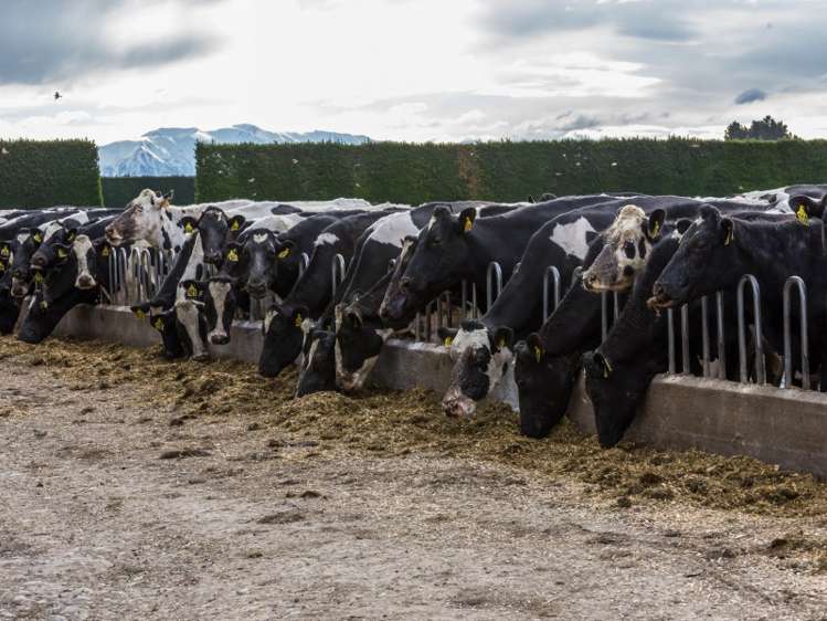 46 Mitchells Road Bankside_9