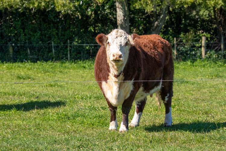 47 Rosebanks Drive Tamahere_30