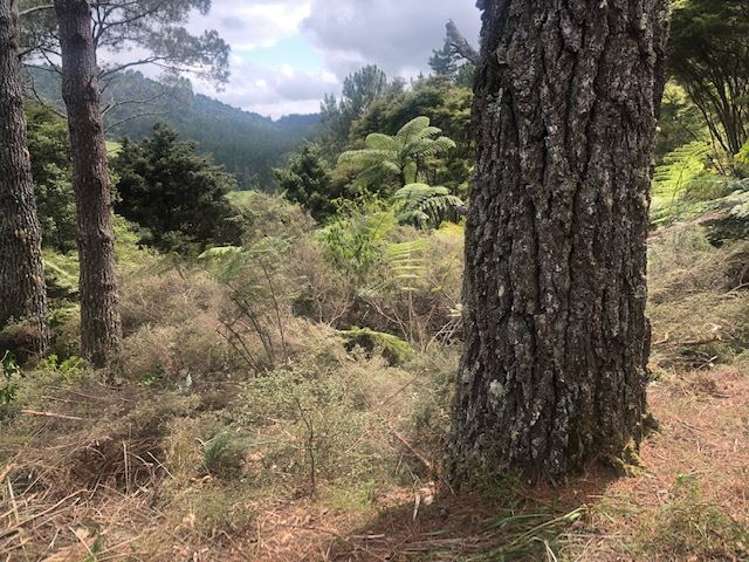 205 Kaimarama Road Kaimarama_3