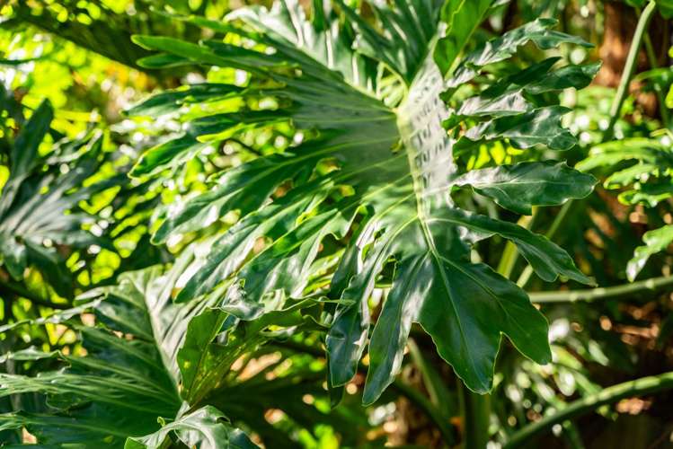 4 Albert Street Mangawhai Heads_20