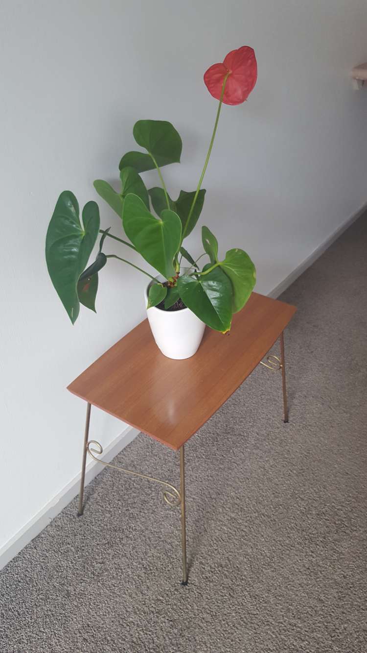 2/376 Kennedy Road Pirimai_8