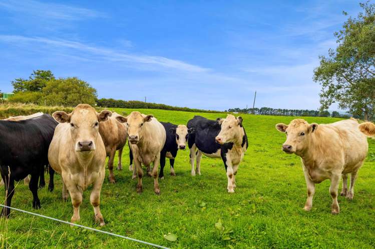 565 Climie Road Cardiff_14