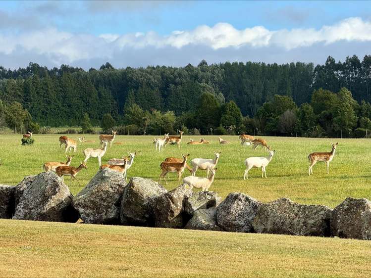 18 Meadowlinks Lane Pleasant Point_14