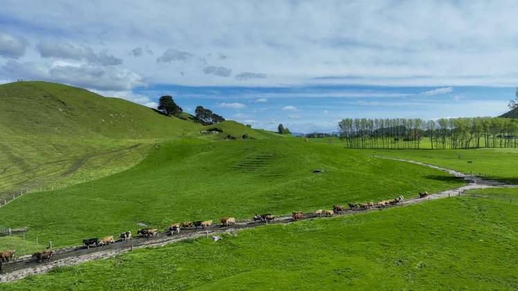 62 Rehi Road Ngakuru_8