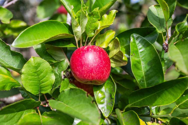 1102 Peak Road Waikoukou Valley_31