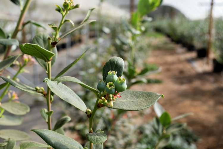 162 Pukeatua Road Maungatapere_10