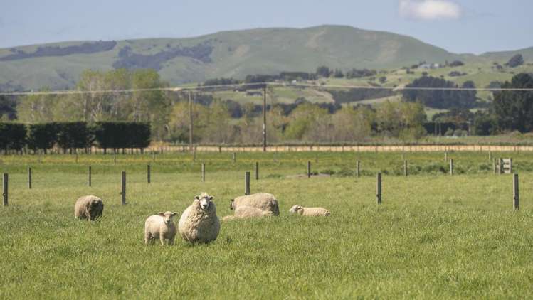 Chishams Road Martinborough_10