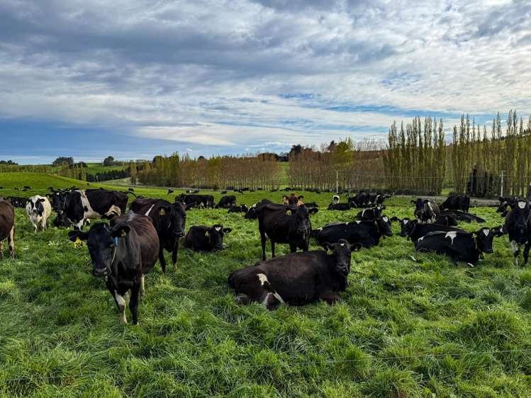 316 McDonald Road Pukerau_10