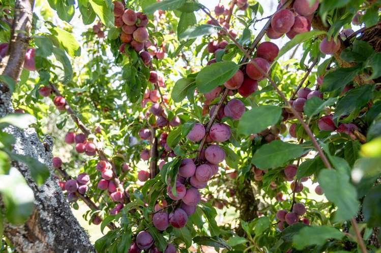 33 Aorangi Road Paeroa_21