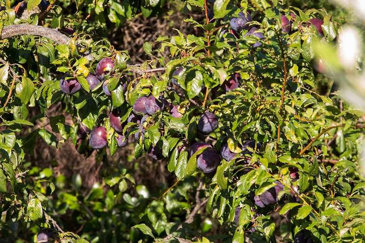 37 Flinders Road Heathcote Valley_17