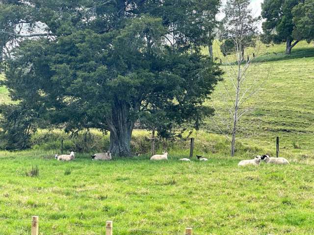 Puketona Road Paihia_2