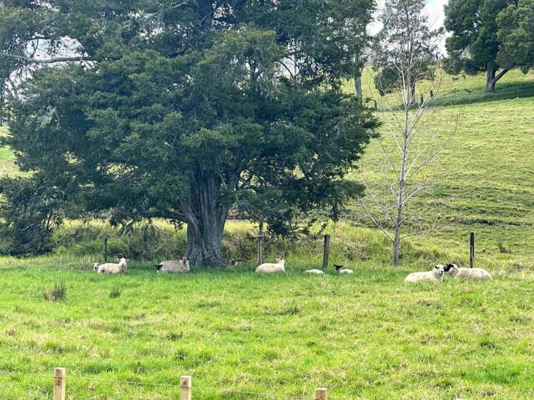 Puketona Road Paihia_2