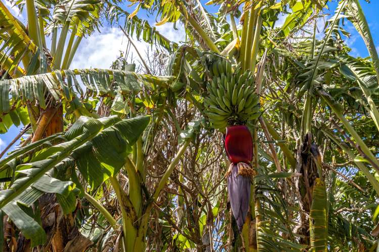 18 Tui Street Oneroa_25