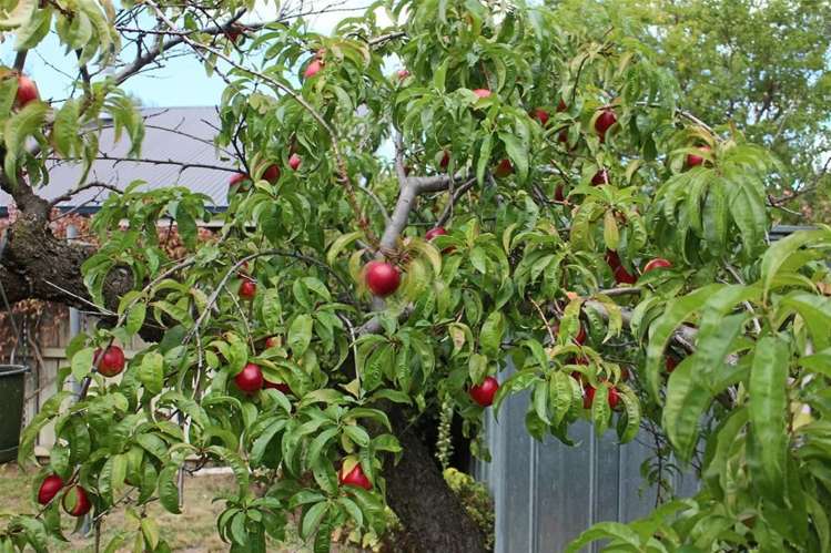 27a Wicklow Street Cromwell_11