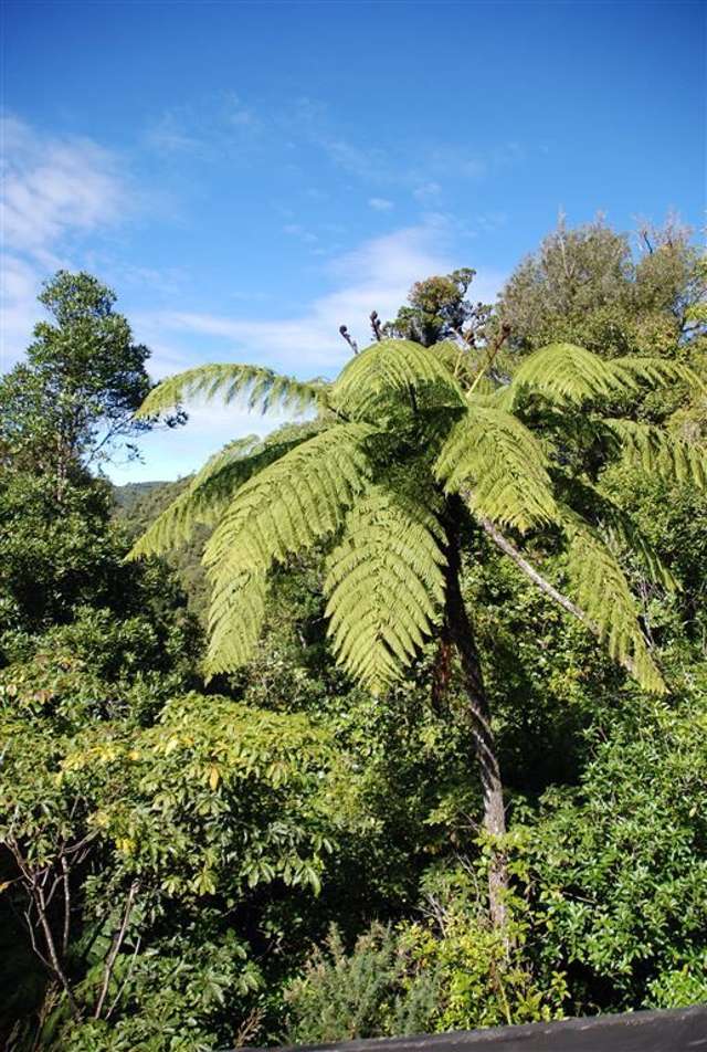 6 Mahakirau Road Coromandel_4