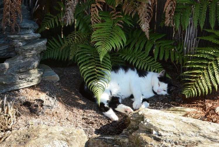 41 Braeside Mosgiel_22