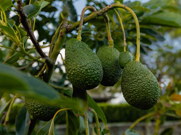 24c Pahoia Road Whakamarama_7