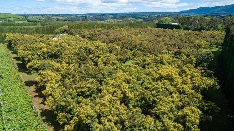 12 Sargent Drive Whakamarama_23