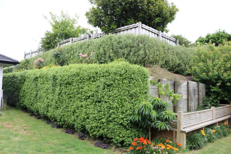 8 Oak Ridge Drive Te Awamutu_12