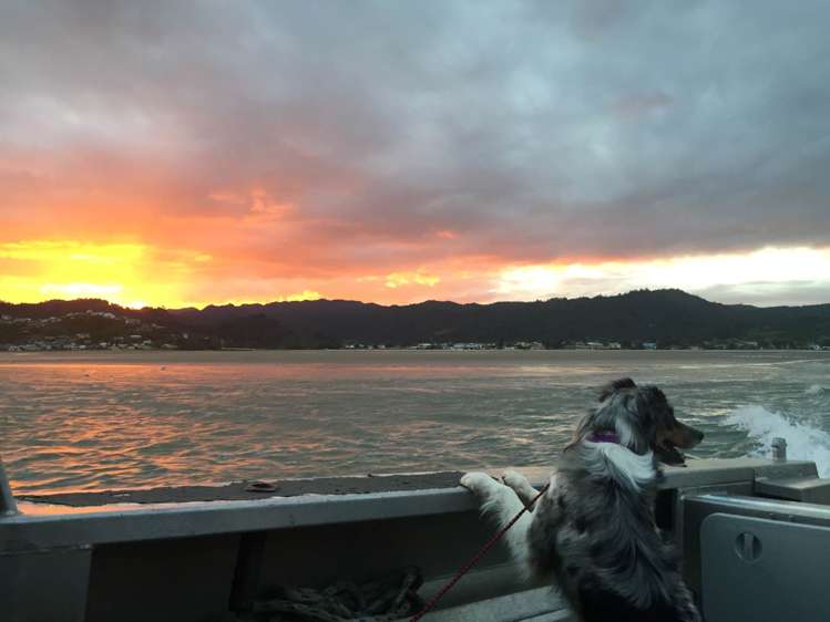 190 Pacific Ocean, Slipper Island (Whakahua) Thames_70