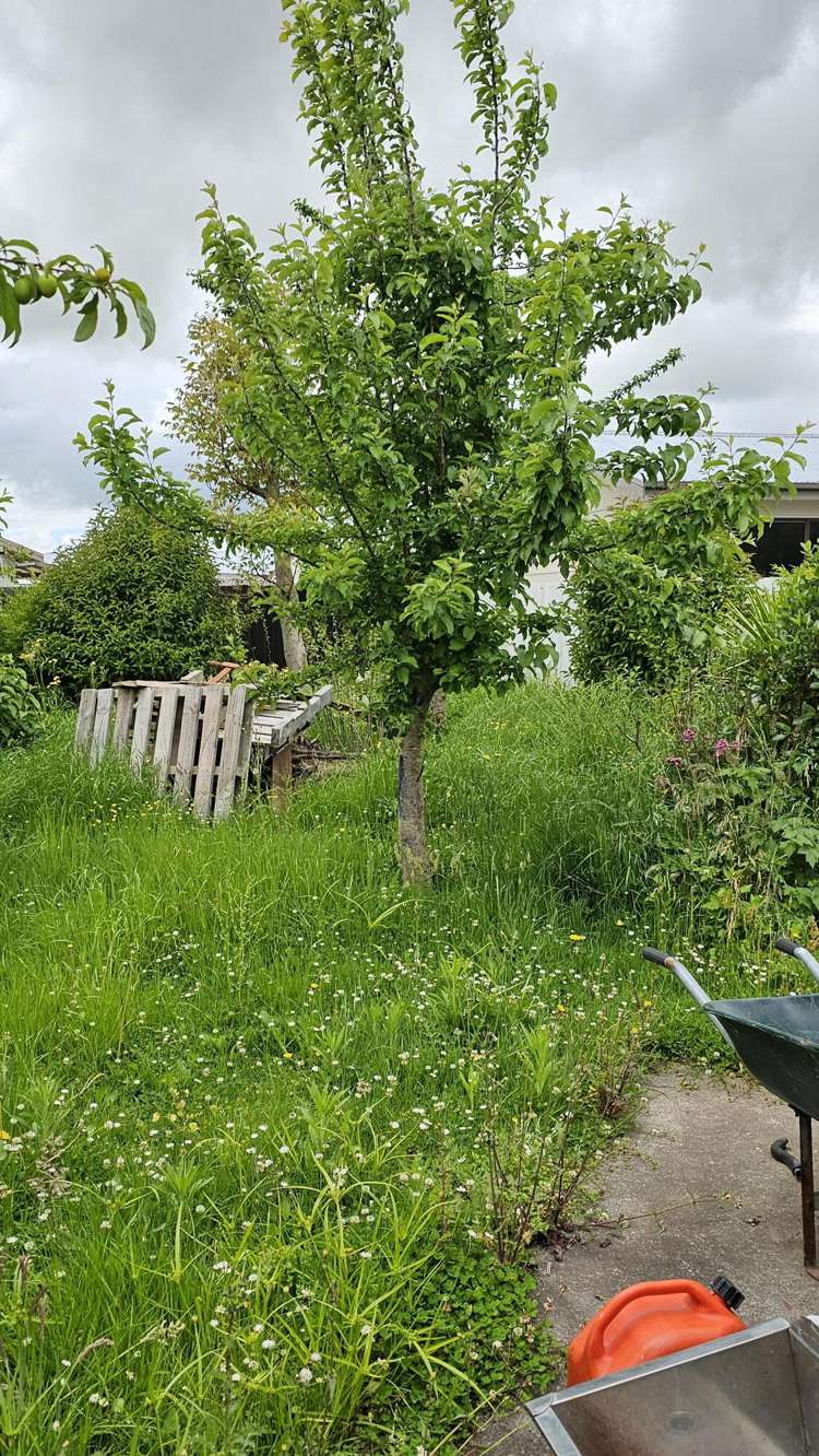 11 Fergusson Avenue Waipukurau and Surrounds_5