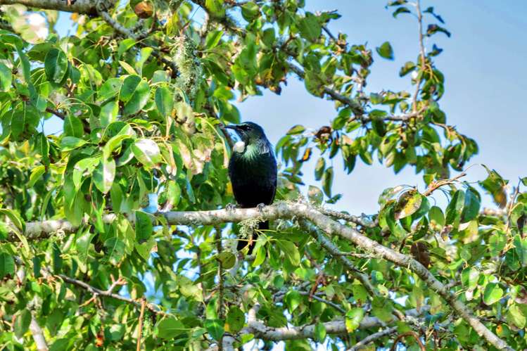 198a Devich Road Mangawhai_23