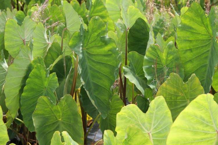 41 Mcmanus Road Houhora_22