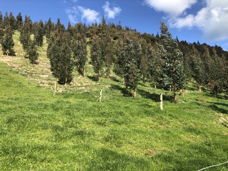 428 Whatauri Road Wharepapa South_8