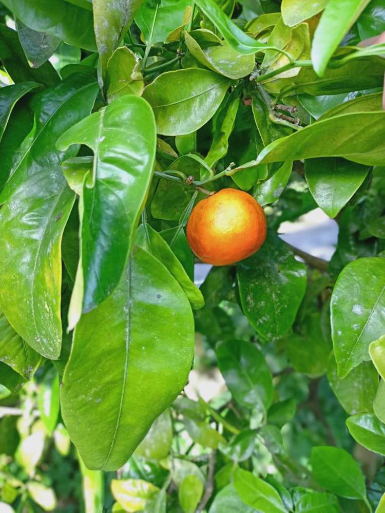 102 Waitetuna Valley Road Raglan_7