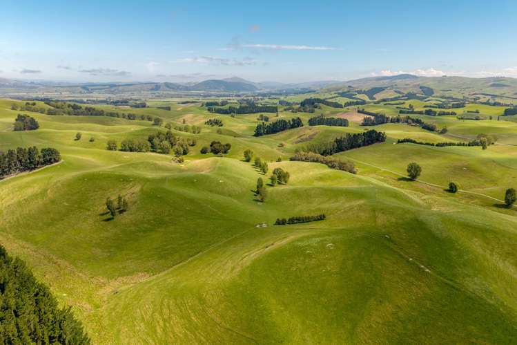 299 Domett Road Domett_12