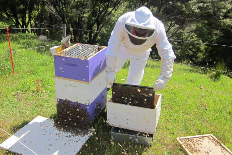 167 Summer Road Tinopai_31