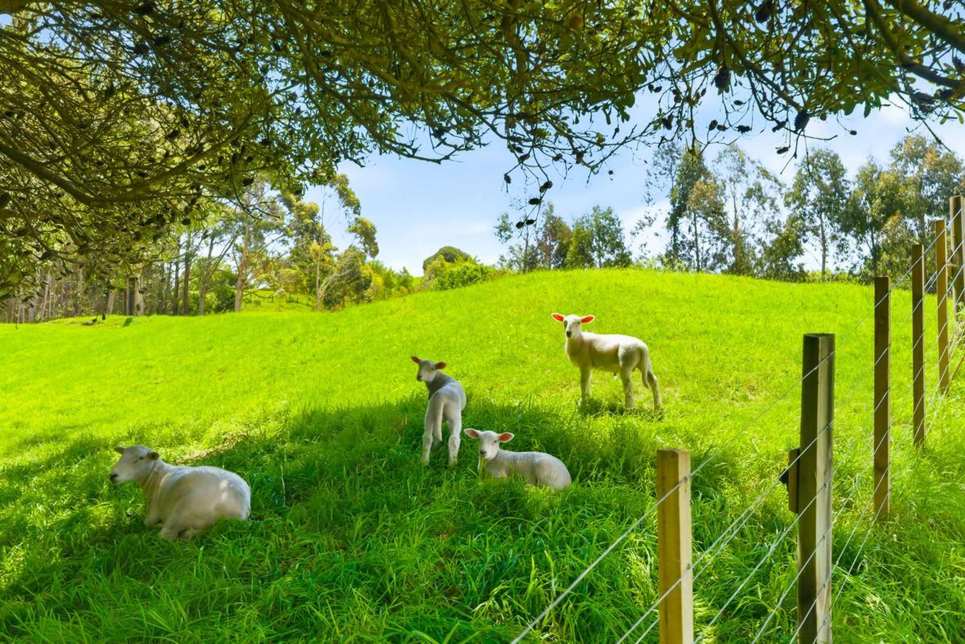 340D Ngarara Road Waikanae_0