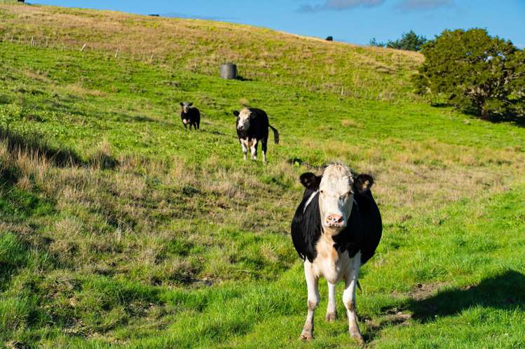 23A Kaitara Lane Kaiwaka_18