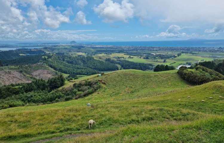 15 Times Avenue Papamoa_7