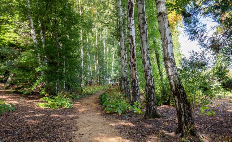 529 Dunstan Road Alexandra_21